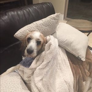 Meet your Posher, Deven